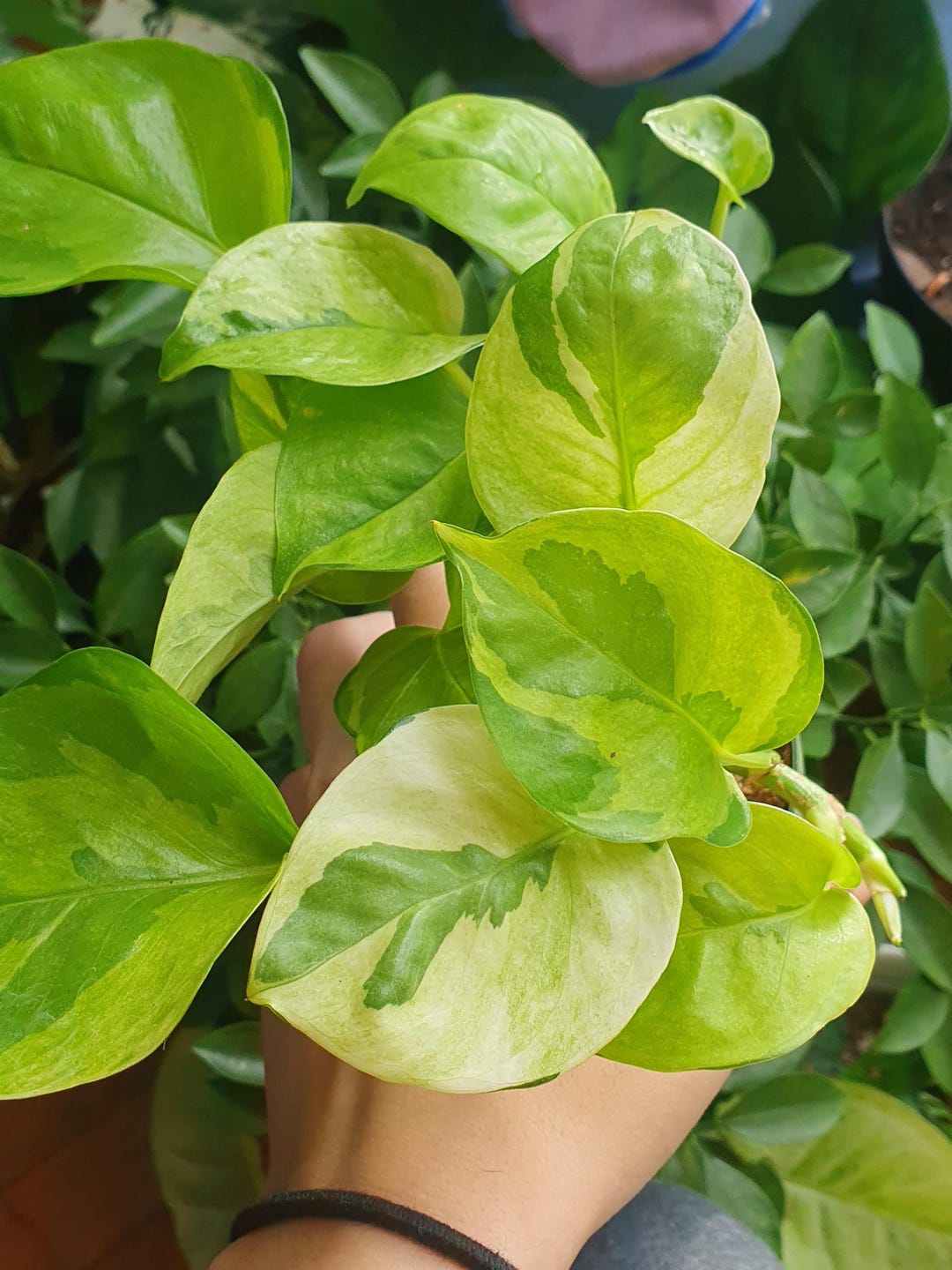 Best HD Pictures about  Lemon Meringue Pothos Plant  with No AI Images