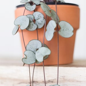 May include: A trailing plant with silver-green, heart-shaped leaves growing in a terracotta pot.