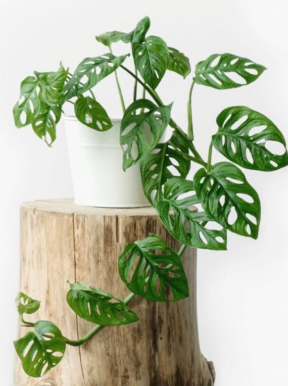 Monstera Adansonii Wide Form swiss Cheese Plant CLIPPING - Etsy Canada