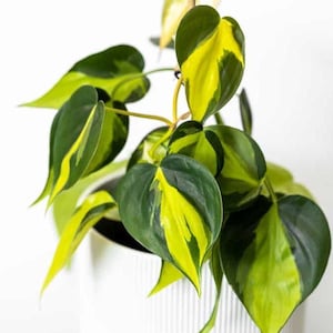 May include: A Philodendron Brasil plant with heart-shaped leaves featuring variegated patterns of dark green and bright lime yellow. The trailing vines of the plant are potted in a white, vertically ribbed ceramic container with a smooth finish.