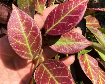 Hoya Carnosa 'Sunrise' Cutting