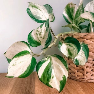 Manjula Pothos (Epipremnum aureum) CLIPPING