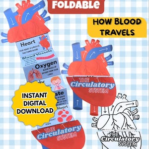 Könnte beinhalten: Eine faltbare Lernaktivität zum Blutkreislauf mit einer roten Herzillustration, blauen Gefäßen, Text zur Blutzirkulation und einem gelben Etikett mit der Aufschrift How Blood Travels. Enthält ein Abzeichen für digitalen Sofort-Download.