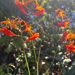10 Montbretia, Montebretia, Crocosmia, Herbstgold-Glühbirnen