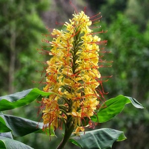 Kahili Ginger Rhizomes