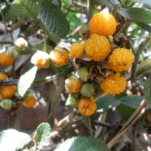 Wild Grown Himalayan Raspberry Tea