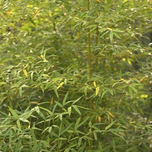 Wild Grown Bamboo Leaf Tea