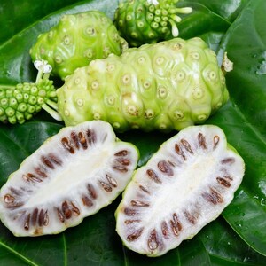 Wild Grown Noni Leaf Tea