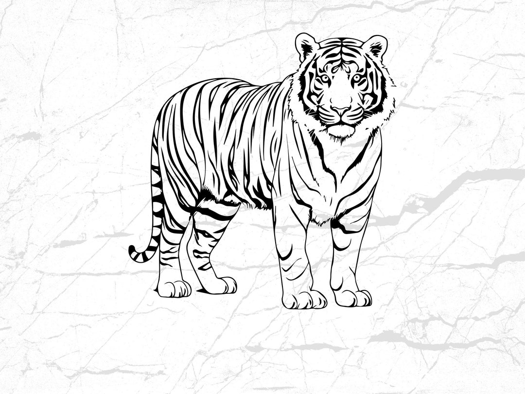 Buy Tiger SVG File, Digital Download, PNG Clipart, Wild Animal Outline ...