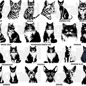 Kattenrassen SVG PNG-bundel, glurende kat SVG, speelse glurende kat, kattenrassen portret svg, kitten svg, kat svg, digitaal bestand, direct downloaden
