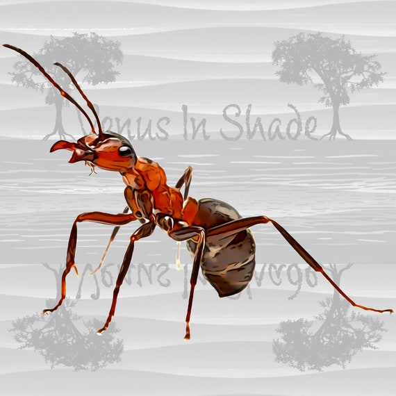 Solenopsis Geminata Fire Ant Queen Drone Digital Download PNG.