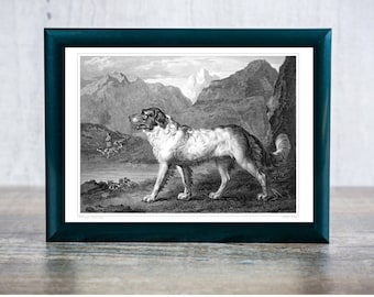vintage dog art Newfoundland dog 19th Century digital download instant delivery printable wall art gift Idea vintage art