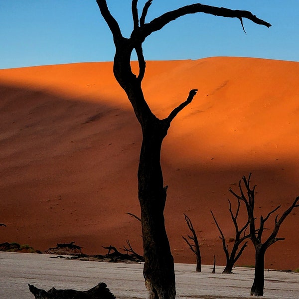 Stunning Dead Vlei, Namibia Petrified Tree Dwarfed by the Giant Red Sand Dunes of Sossusvlei. High Resolution Digital Download