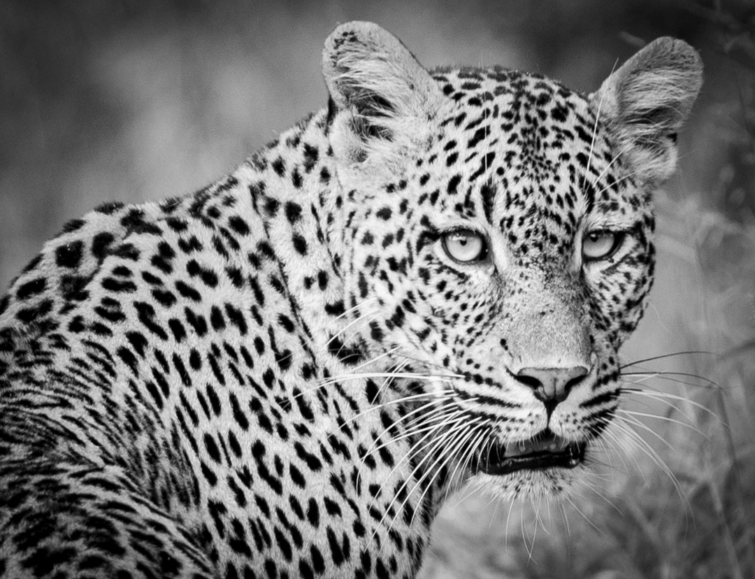 Leopard Looking Back Fine Art Photography Print Framed or Etsy Australia