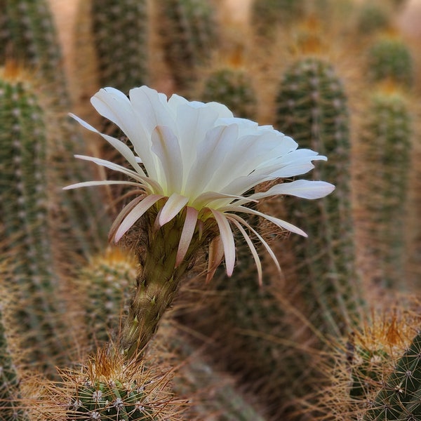 A Sahara Desert Cactus Blooms in the Heat of a Moroccan Summer