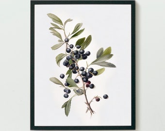Botanical vintage print - antique berry country farmhouse oil painting - digital download printable art