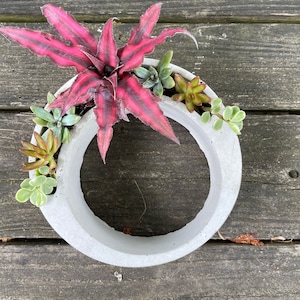 May include: A white concrete planter shaped like a ring with a pink and green succulent plant growing inside.