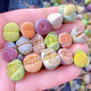 Pack of 5 Lithops/0.5-0.6'' 2-3 Years Old Assorted Plant Live Flowering Stone Live Plant