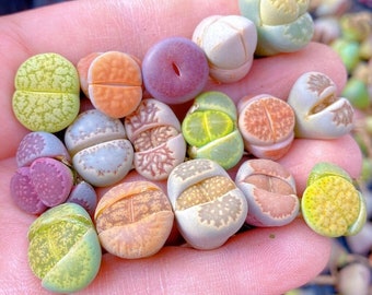 Pack of 5 Lithops/0.5-0.6'' 2-3 Years Old Assorted Plant Live Flowering Stone Live Plant