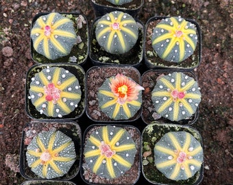 Planta viva de cactus abigarrado de Asphytum amarillo
