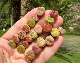 Paquete de 10 Lithops pequeños/piedra de floración viva de plantas surtidas de 0,3-0,5 pulgadas