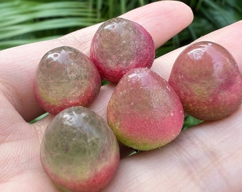 Planta Viva Conophytum Burgeri