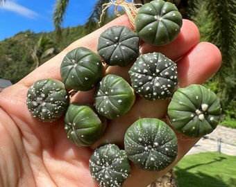 Astrophytum Myriostigma Cactus 0.5-0.8'' Planta Viva Suculenta