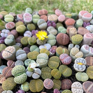 Pack of 5 Lithops/0.65-0.8'' 2-3 Years Old Live Plant Flowering Stone