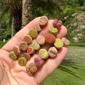 Pack of 10 Small Lithops/0.4-0.5'' Assorted Plant Live Flowering Stone Live Plant