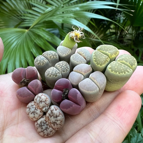 Double heads Lithops Live Plant Flowering Stone Live Plant