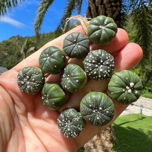 Astrophytum Myriostigma Cactus 0.5-0.8'' Live Plant