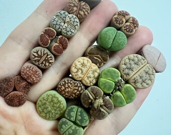 Same as photo - Lithops Live Plant