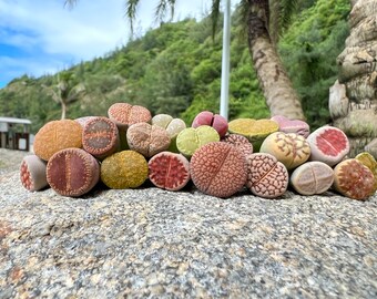 Paquete de 10 Lithops/0,5'' 2 años de edad, plantas surtidas, piedras con flores vivas