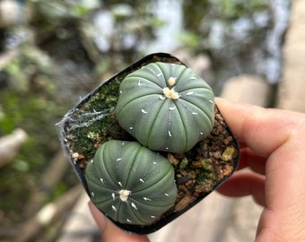 Astrophytum Cactus Plant