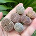 see more listings in the Lithops section