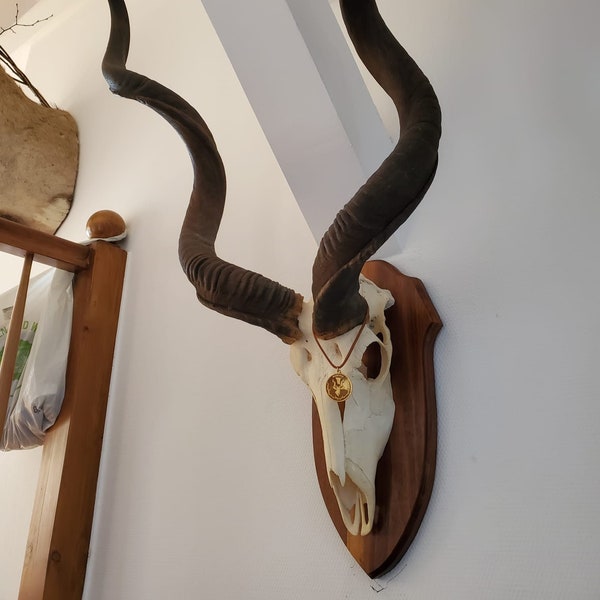 Médaille d'or Monster KUDU Skull on Plaque - EU Sale Only