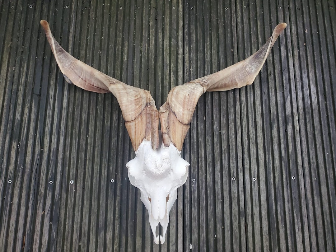 REAL XXL Whitehorned Goat Skull 63 CM Wide Horns Etsy
