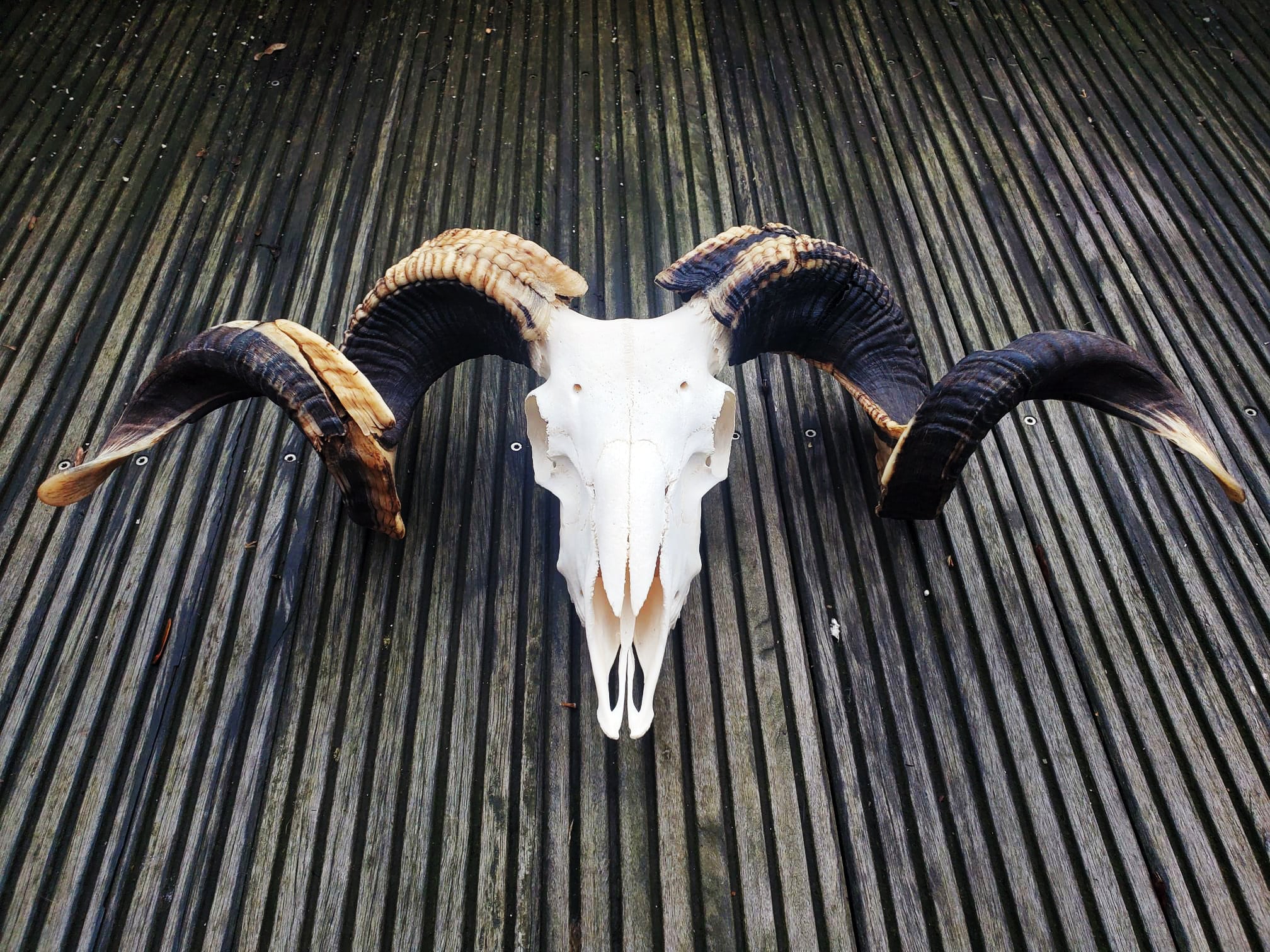 REAL XL Curly-horned Ram Skull With Exquisite STRIPED Horns - Etsy REAL XL Curly-horned Ram Skull With Exquisite STRIPED Horns - Etsy