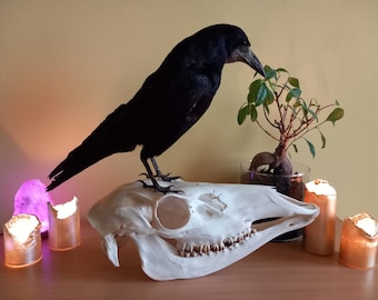 Rook (corvus frugilegus) mounted on Doe Skull