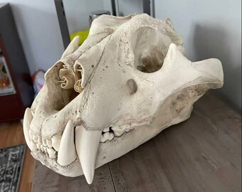 LIGER SKULL (Replica)