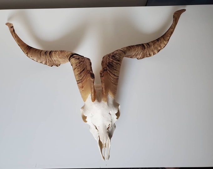 REAL Blondehorned Goat Skull Etsy