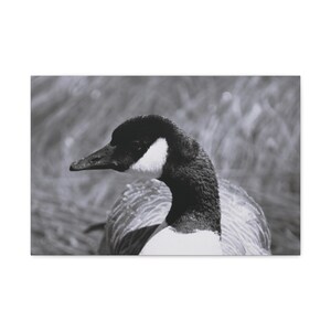 B&W Duck Portrait (Digital Print)