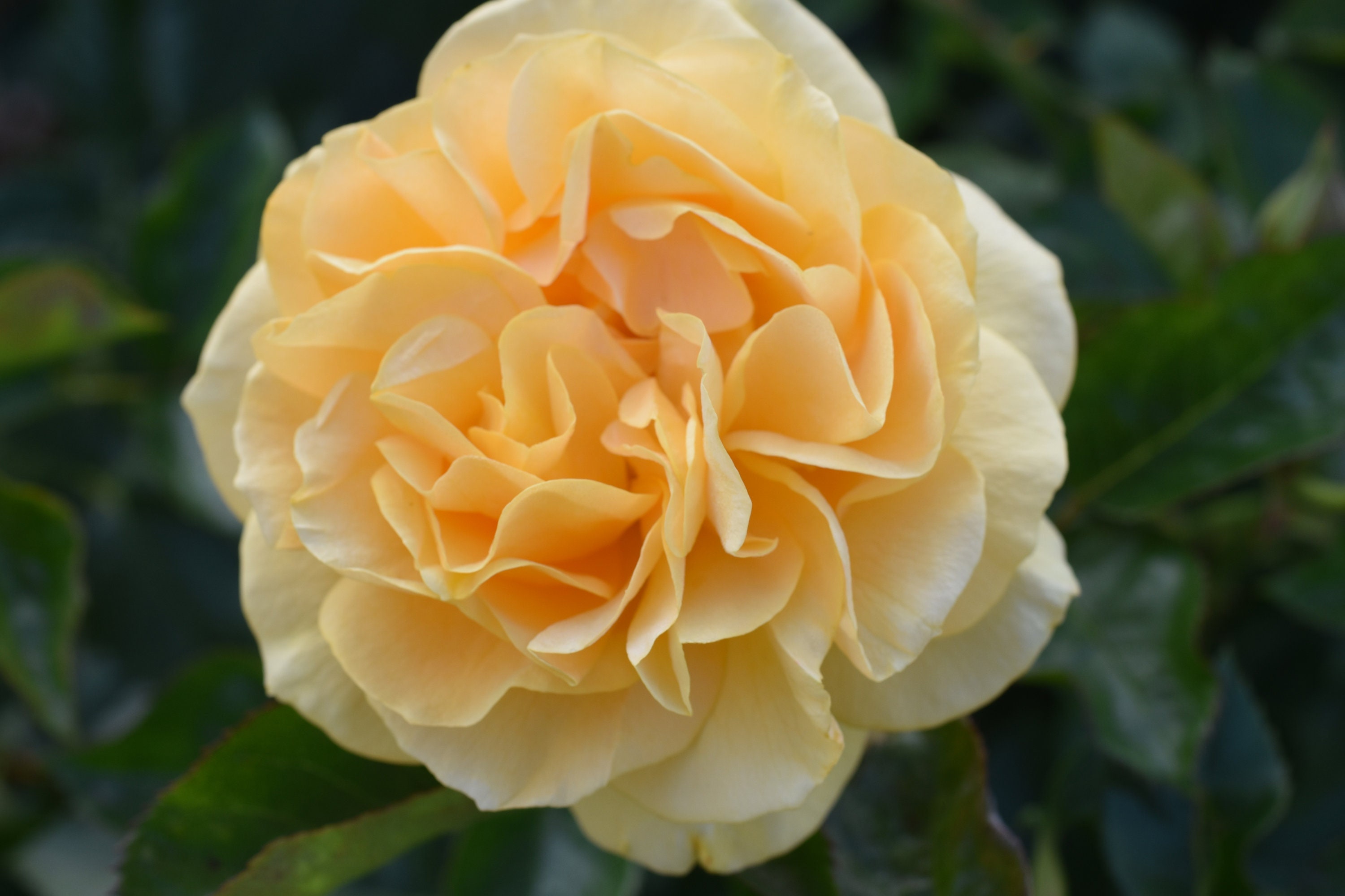 Yellow Rose Series 3digital Photo Download Etsy