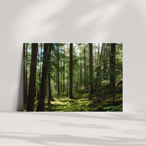 British Columbia Forest Print | Spring PNW Forest, Landscape Photography Wall Art, Woodland Nature Photo Print, Evergreen Trees