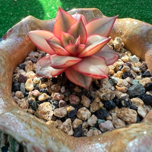 Echeveria Monocerotis variegated/麒麟座锦Pictured 3inch pot image 2