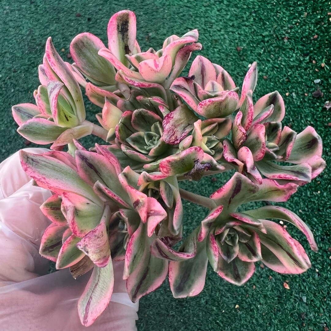 Aeonium Sweet Tea Variegated /甜茶 Pictured in 4 Pot Etsy