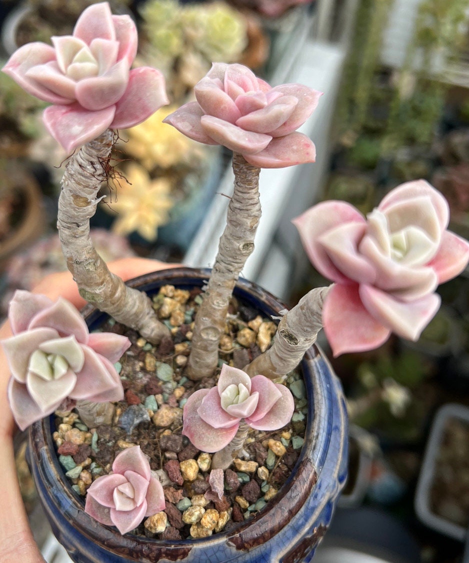 succulent stand with shade sheet Rustic Garden Shelf Multi Tier Plant Stand For Succulents And Flowers In  Outdoor Spaces SITHPS002