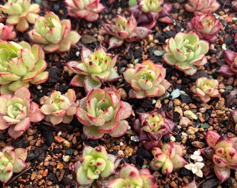 Pack of 3/5/10Pcs Mini Echeveria Agavoides sp(the best ones will be sent first）