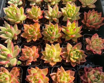 Echeveria Agavoides sp  Pictured in 2" pot