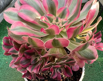 Aeonium Pink Witch Large cluster